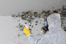 Mold Odor Removal Services in Auburn Lake Trails, CA